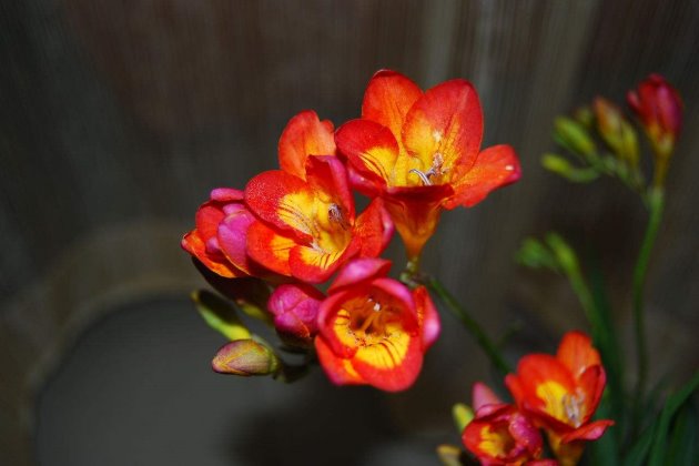 香雪兰开完花怎样养,香雪兰开完花怎么养护