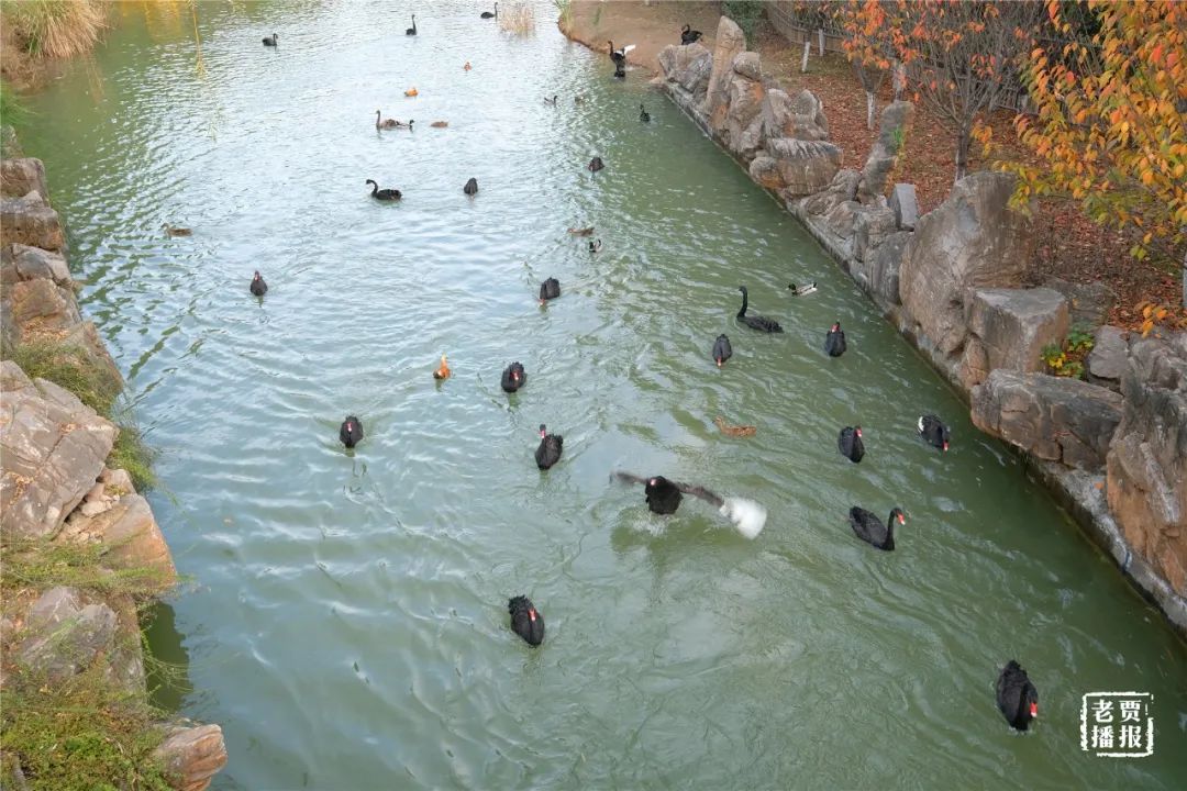 洛阳一大型网红公园免费开放,洛阳湿地公园网红打卡地