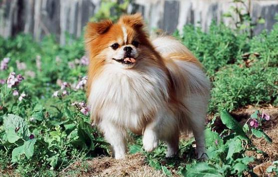 爱犬正在老去，冠能为您拦下时间带来的伤害