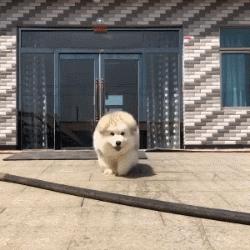 小时候可爱长大后霸气的阿拉斯加,帅气可爱的阿拉斯加