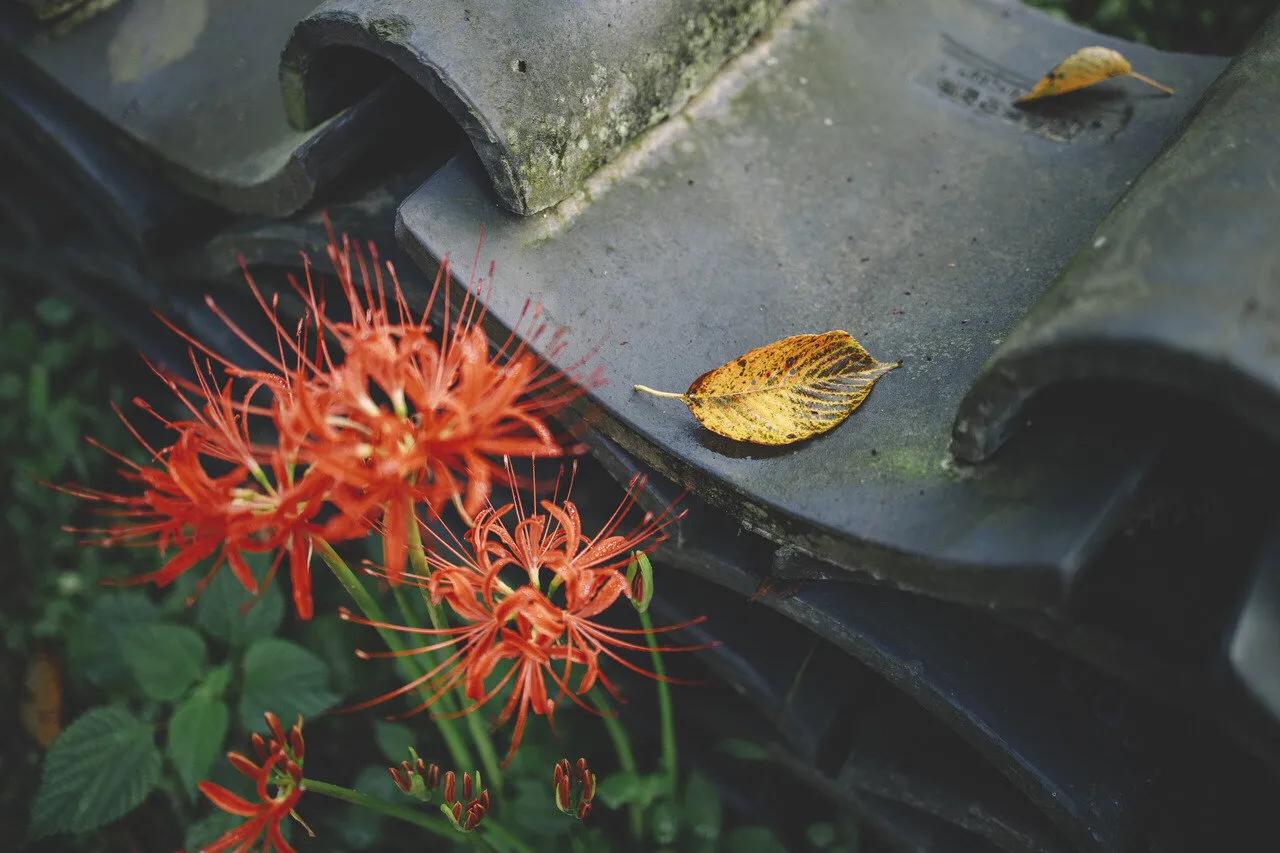 曼珠沙华花语,曼珠沙华花语英文