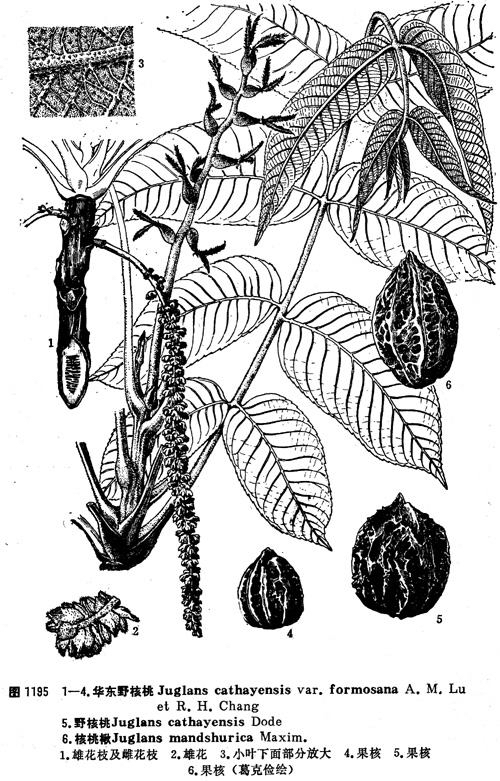 中药材核桃仁,野生核桃楸子