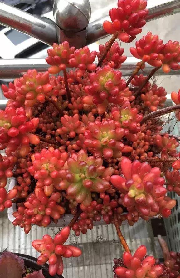 多肉虹之玉开花,多肉虹之玉长白霜