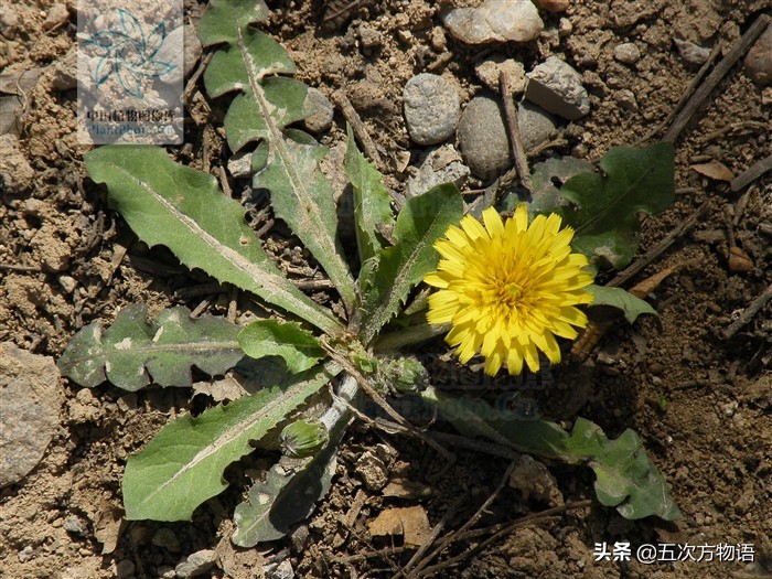 带你详细了解蒲公英,想了解一下蒲公英的图片