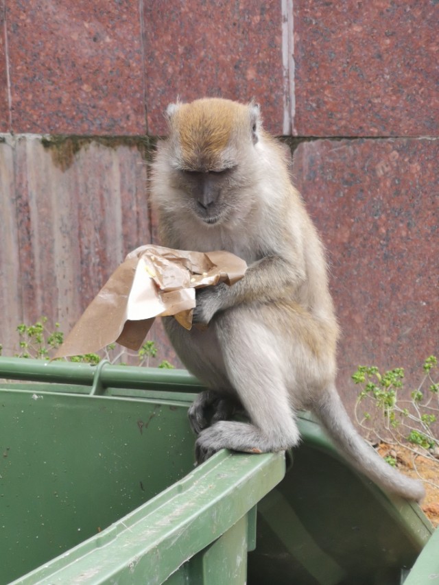 示单ll身体的疼痛是关在笼子里的猴子