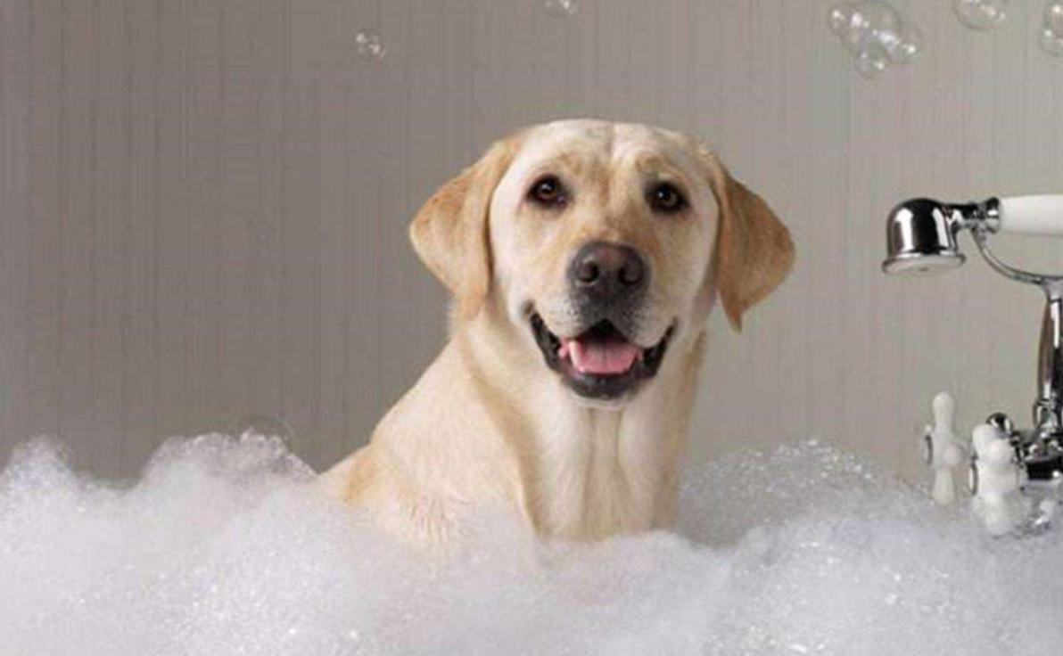 狗狗皮肤有真菌感染给它擦什么药,狗狗皮肤病治疗后皮肤变黑怎么办