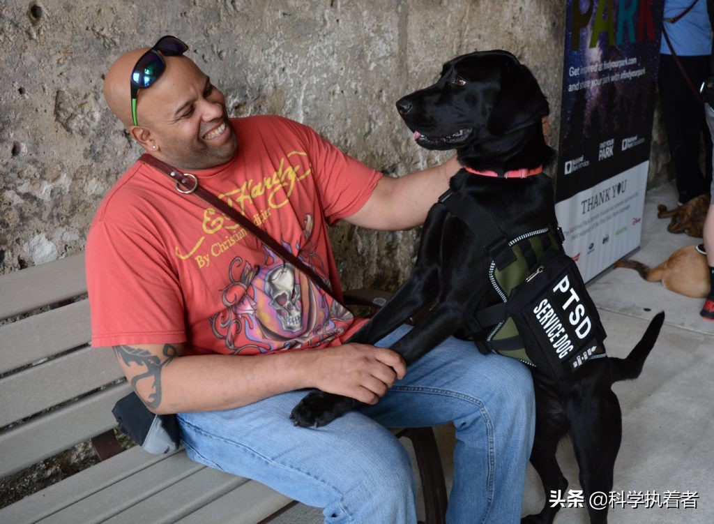 服务犬,工作犬,治疗犬,情感支持犬:有什么区别?
