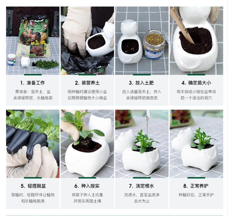 刚栽培的小苗怎样养护,小苗养护注意事项图解