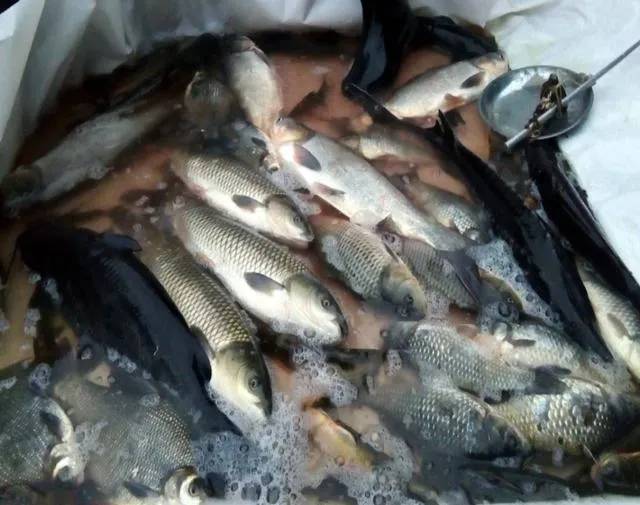 鱼身上有奇怪的香味,鱼身上有味道