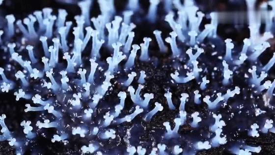 她让20万人爱上一种菌：像西米露，又似咸蛋黄，网友直呼太神奇