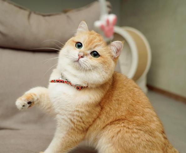 各个品种的英短,英短40种价格表