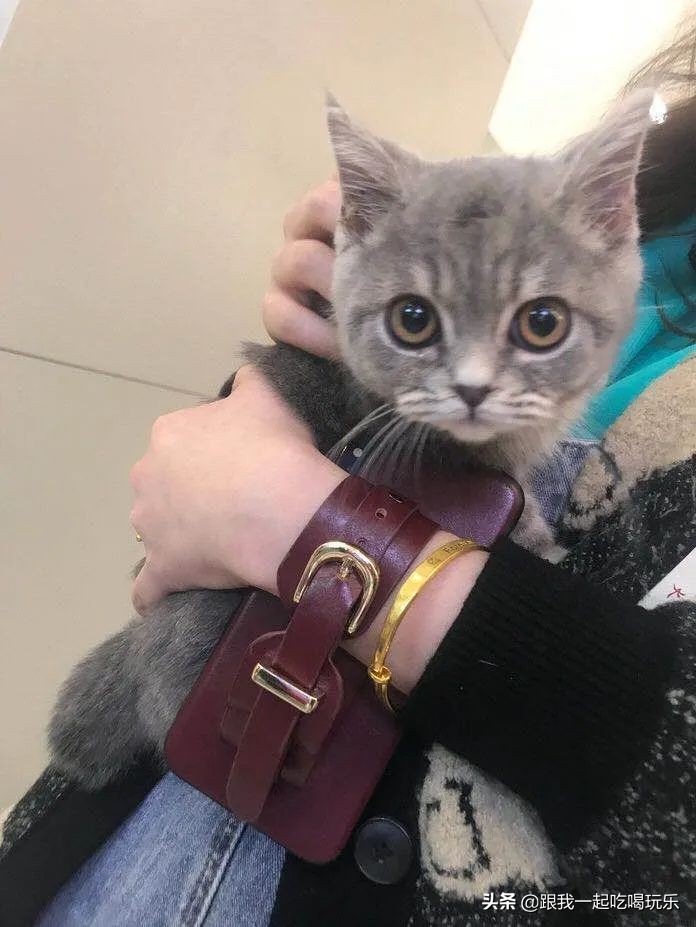 猫咖和羊驼咖,猫咖可以和什么结合在一起