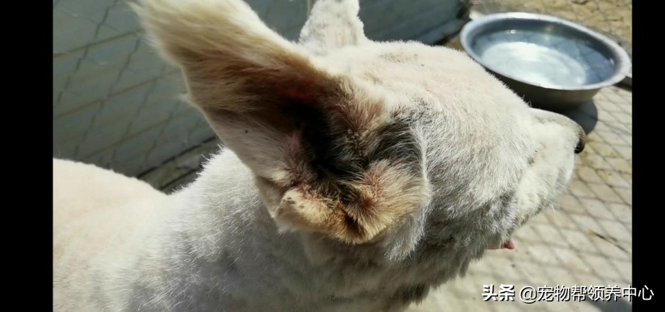 除夕,身上恶臭的萨摩耶在家门口流浪:为什么要抛弃我?