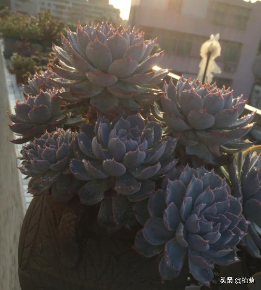 蓝石莲能露养吗,蓝石莲的养殖方法和注意事项
