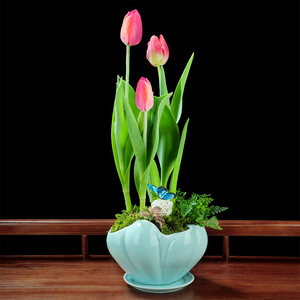 郁金香植物大全,观花喇叭郁金香