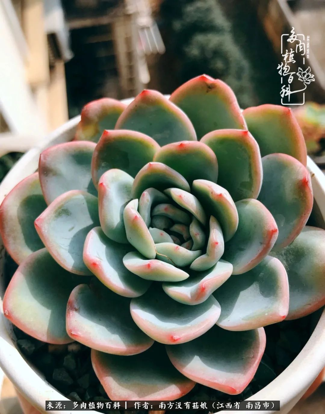 既见云胡不喜,既见君子云胡不喜毛笔楷书