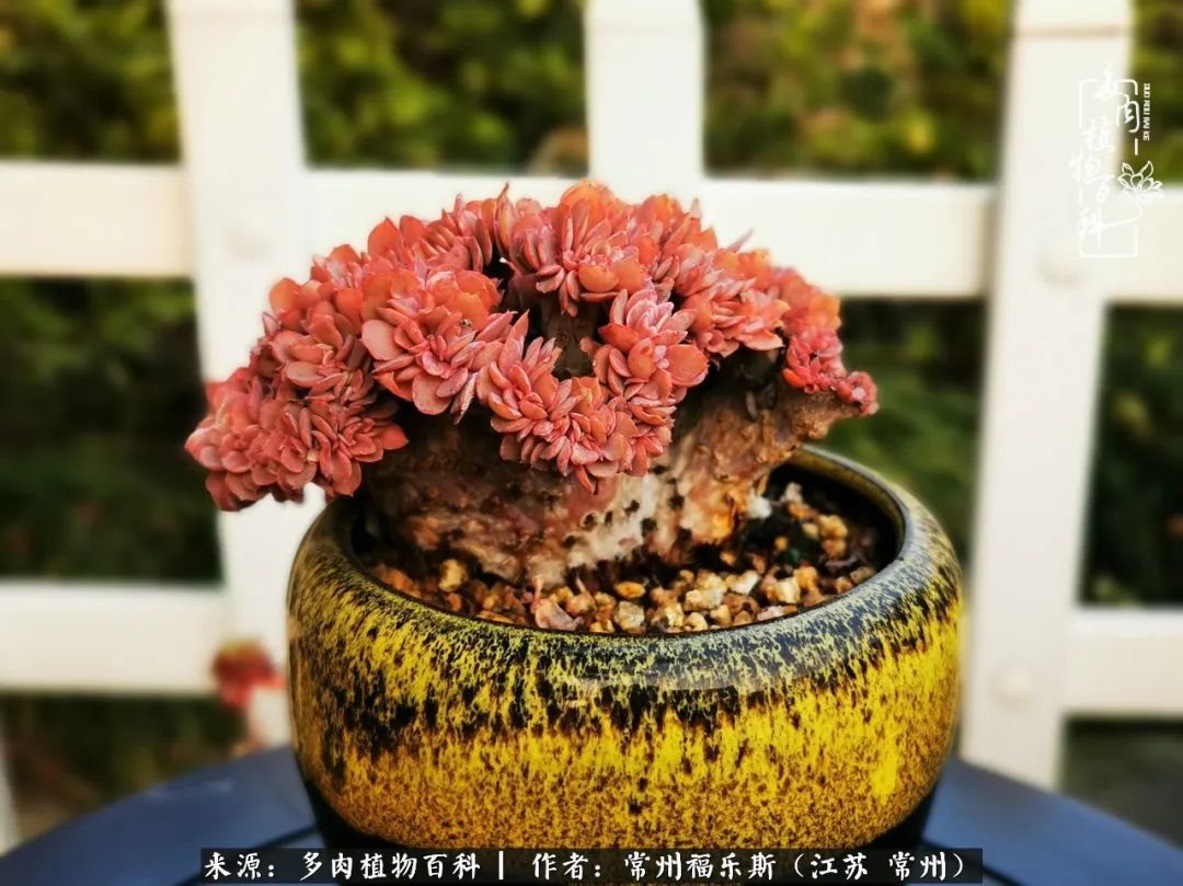 多肉是一处景物吗,多肉也有一道靓丽的风景