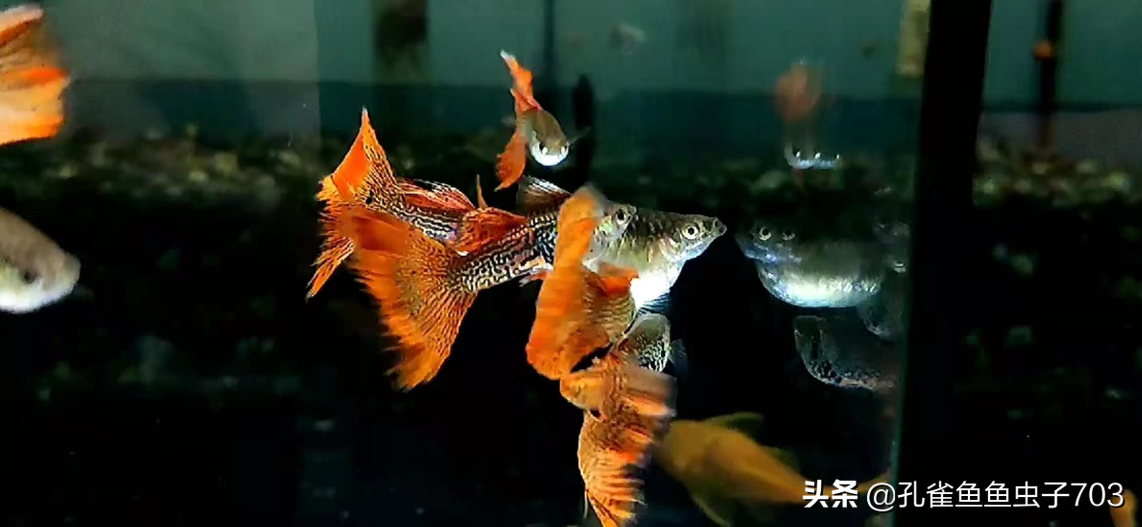 孔雀母鱼多久生一次,孔雀母鱼生一半不生了