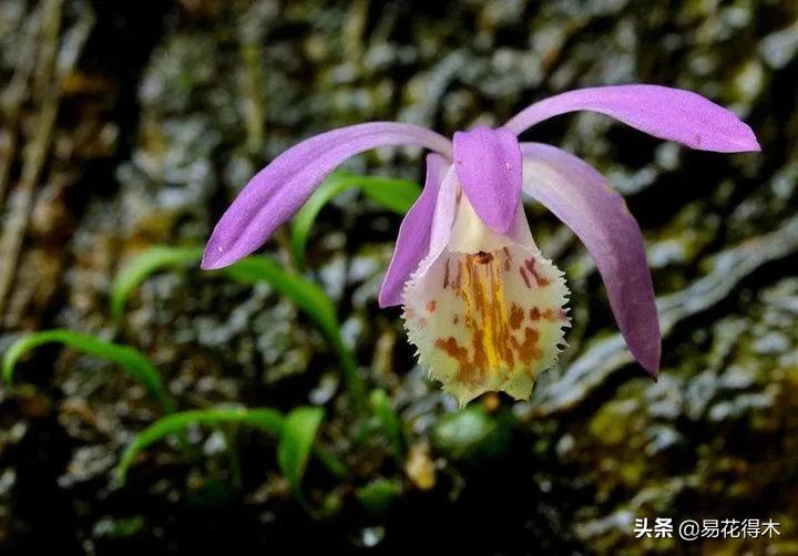 杜鹃兰属于几级保护植物,杜鹃兰品种图片