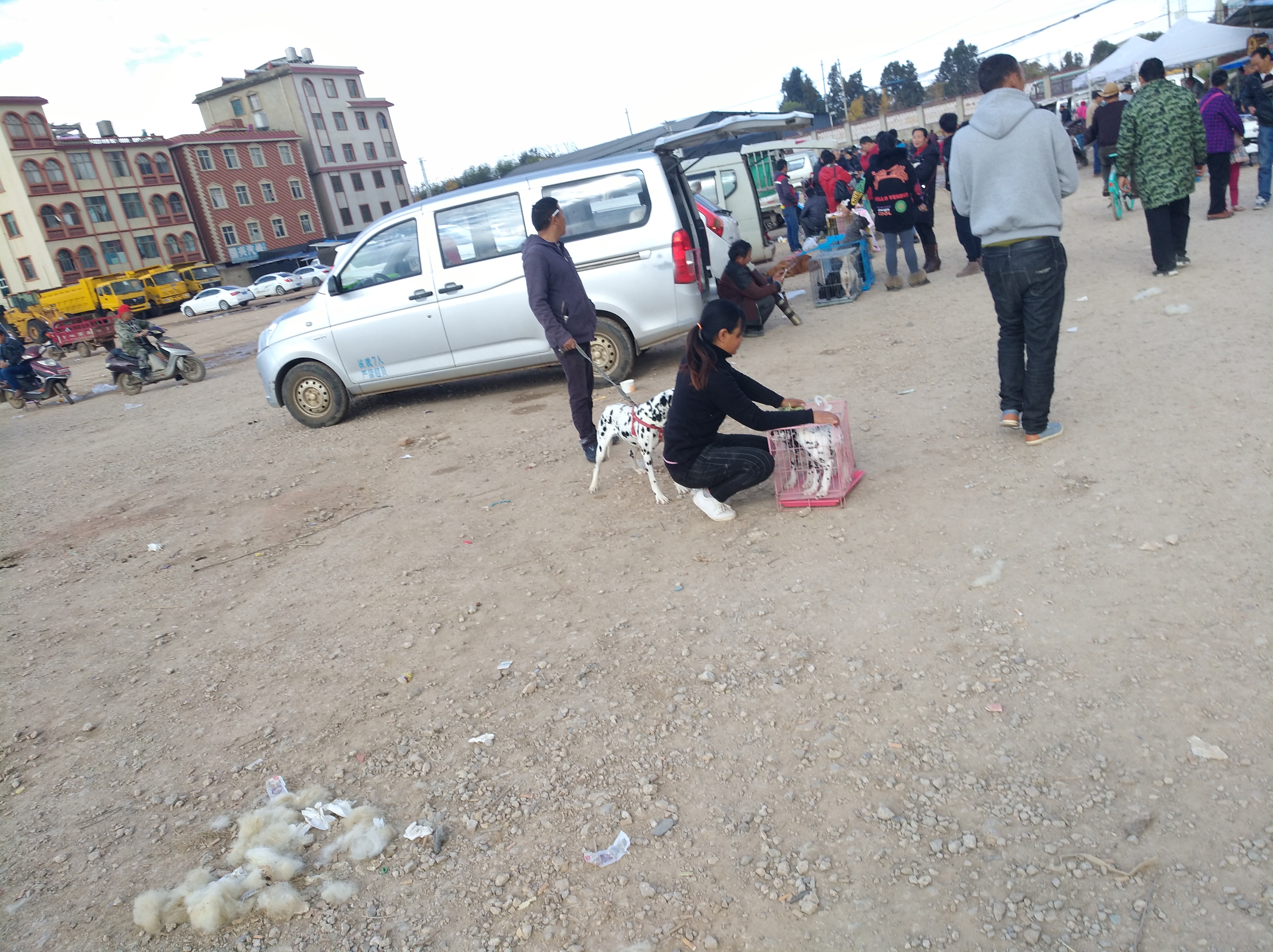 山东狗市斑点狗,小斑点狗多少钱一只