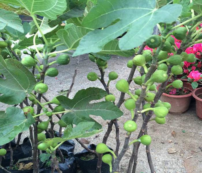 适合懒人种的新型果树,果树都是三级枝条结果吗