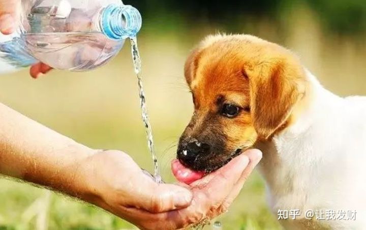 刚拿回来的幼犬排便时间,刚出生的幼犬拉奶瓣如何解决