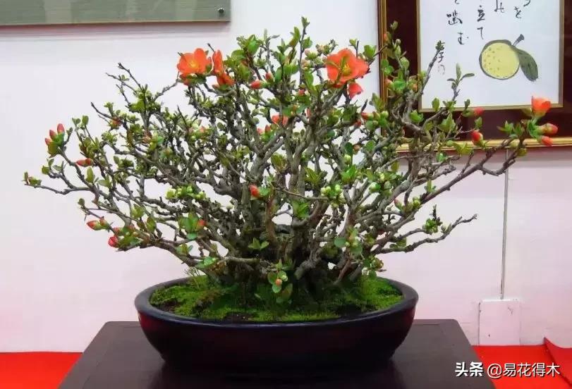 日本海棠的养殖方法,日本海棠花卉习性