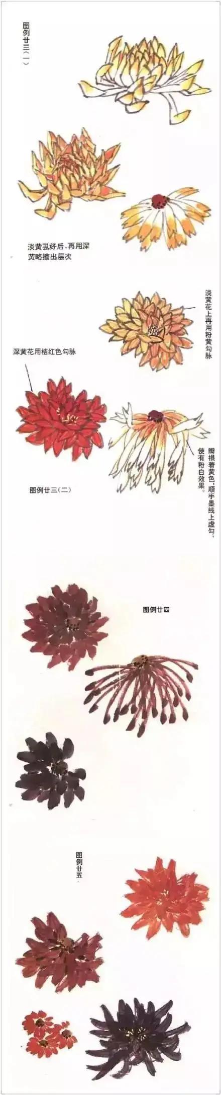 各种花卉的画法大全图片,各种花卉画法步骤图