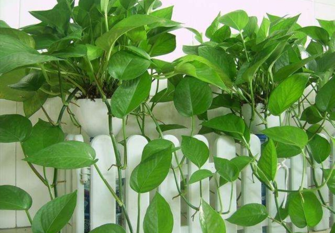 绿萝的正确浇水方法和注意事项,绿萝怎么养才能更旺盛要浇水吗