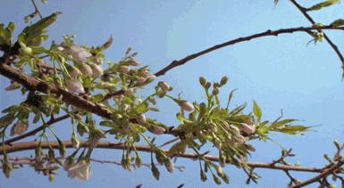 是心动啊，樱樱樱樱樱樱樱樱樱