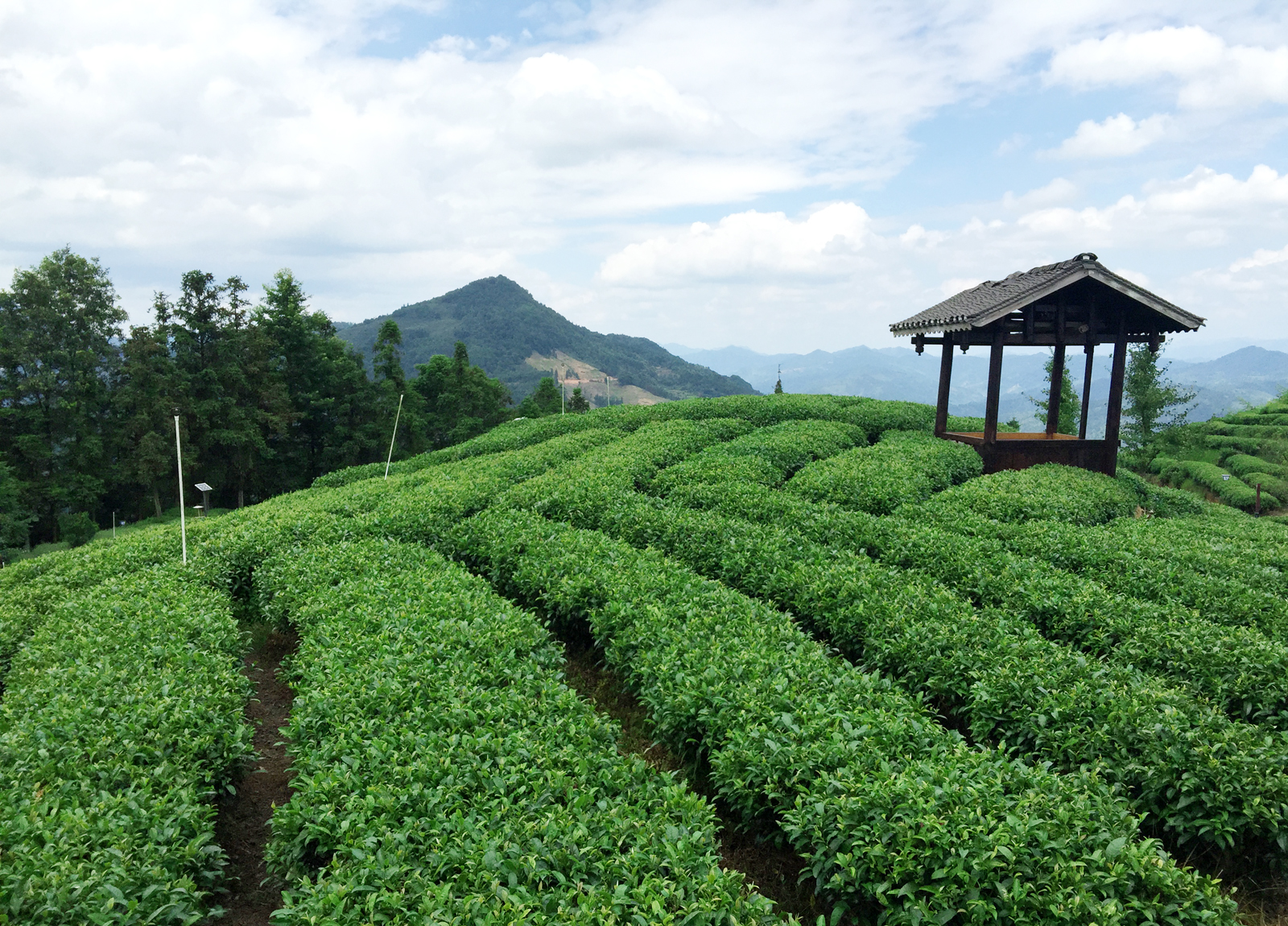 自炒茶叶纯天然,云南茶传统柴火手工炒茶