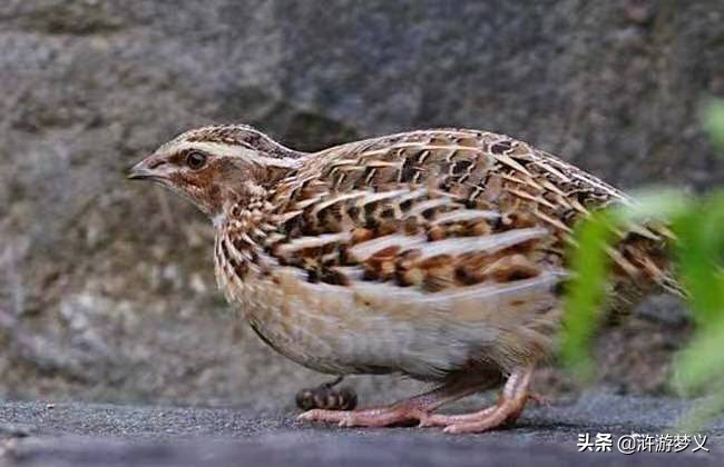 常见但是说不出名字的动物,六种不常见的鸟