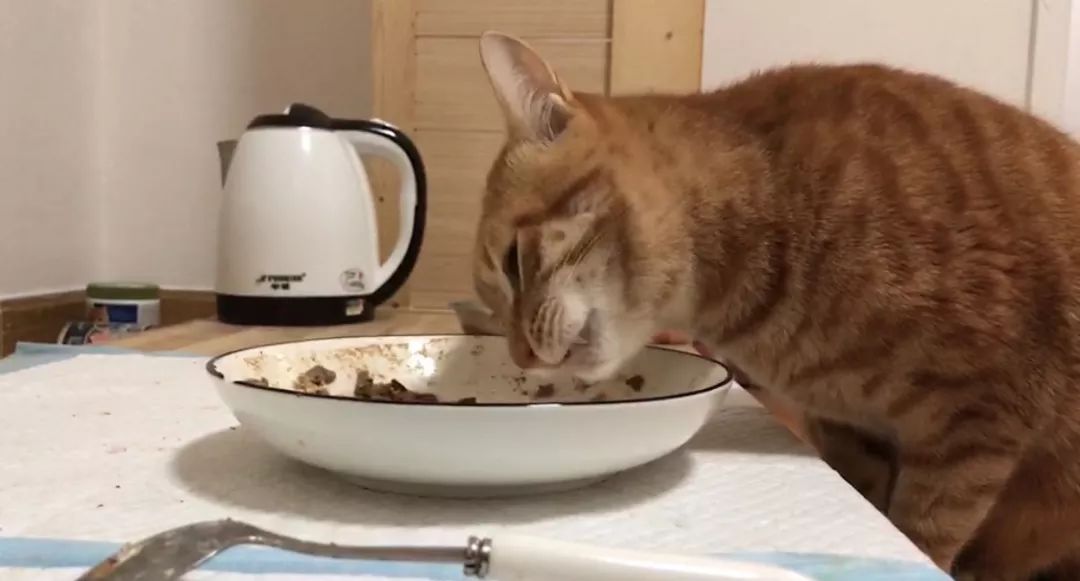 怎么预防猫咪黑下巴,三分钟搞定猫咪黑下巴问题