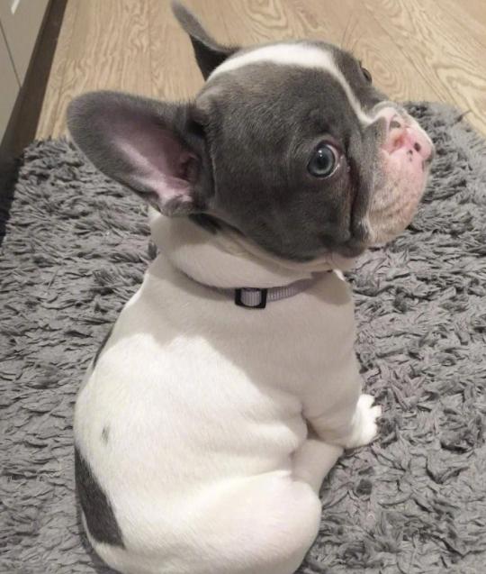 法斗体臭最好的解决方法,假如你家里面有脏东西你会怎么办