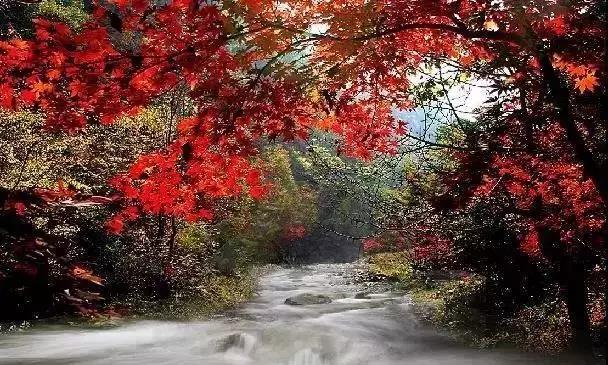 大连枫叶最佳观赏时间,大连枫叶红视频