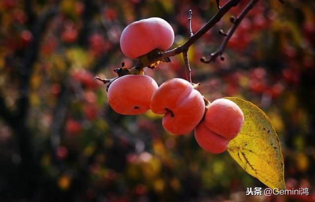 10年包浆老串,老包浆老串