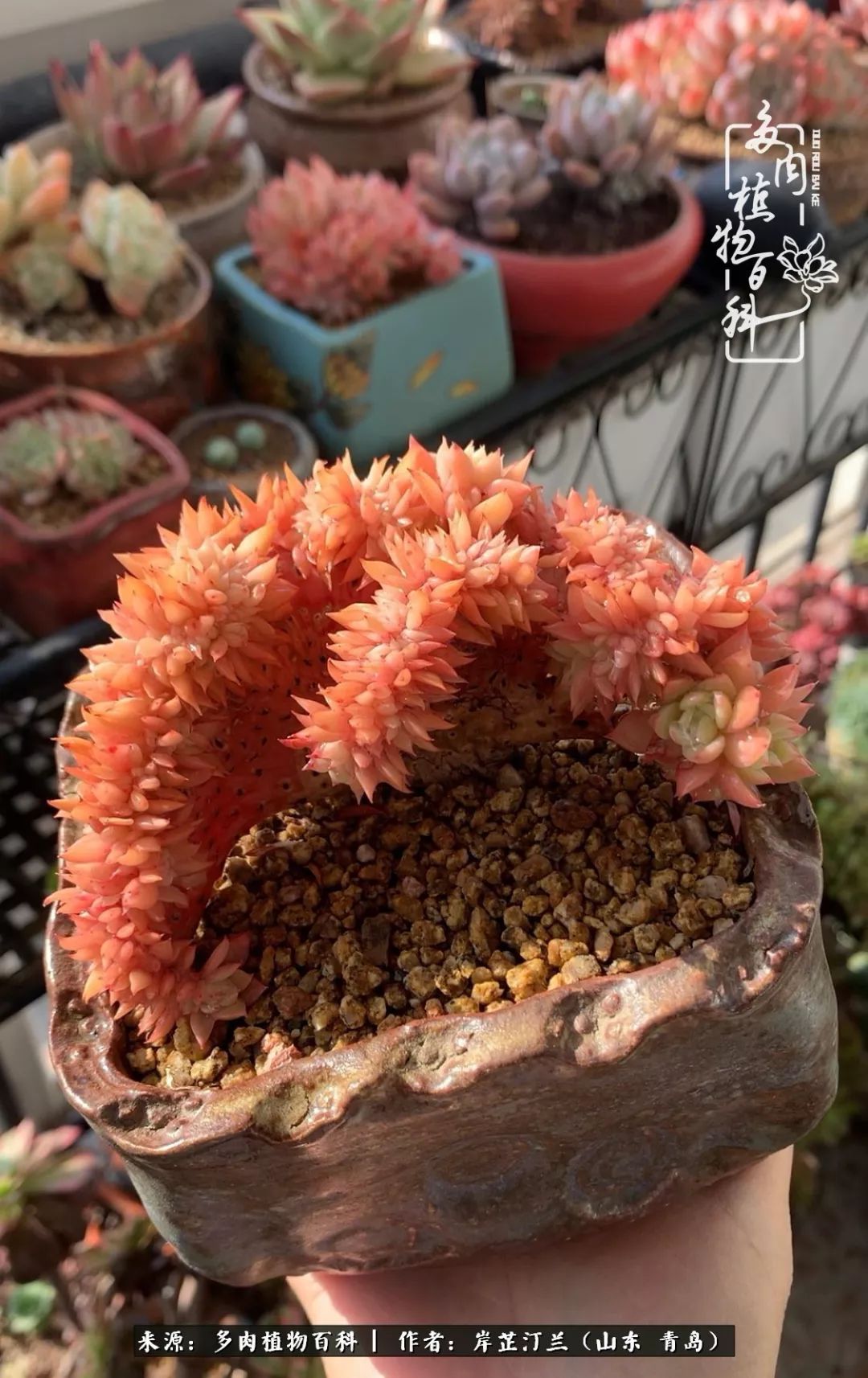 寒冷的冬季唯有多肉,冬日里的多肉宛如雪莲花