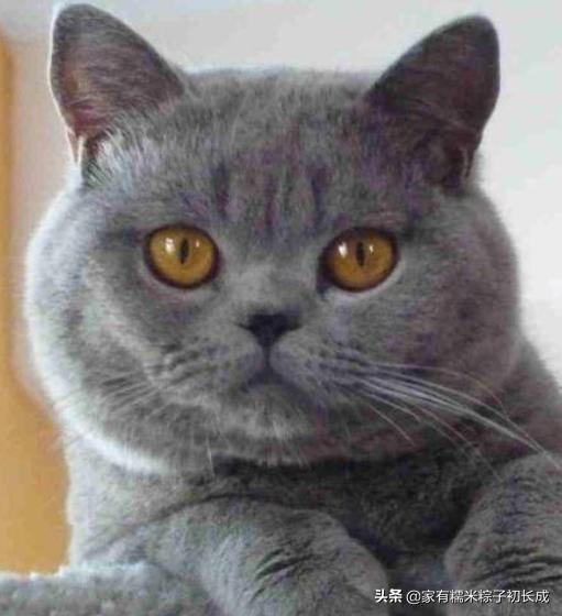 猫咪亲近人但是就是不让抱,猫咪亲近男主人不亲我