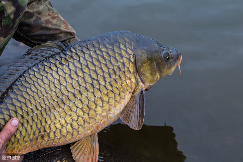现在黑坑鲤鱼摆籽如何垂钓,鲤鱼甩籽的正确路亚钓法