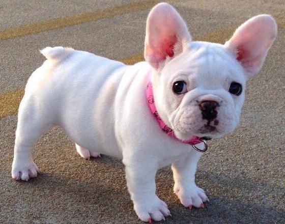 法国斗牛犬可以养多少只,法国斗牛犬的缺点看完你还想养吗