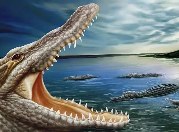 为什么鳄鱼的皮肤像铠甲一样硬,鳄鱼皮为什么值钱