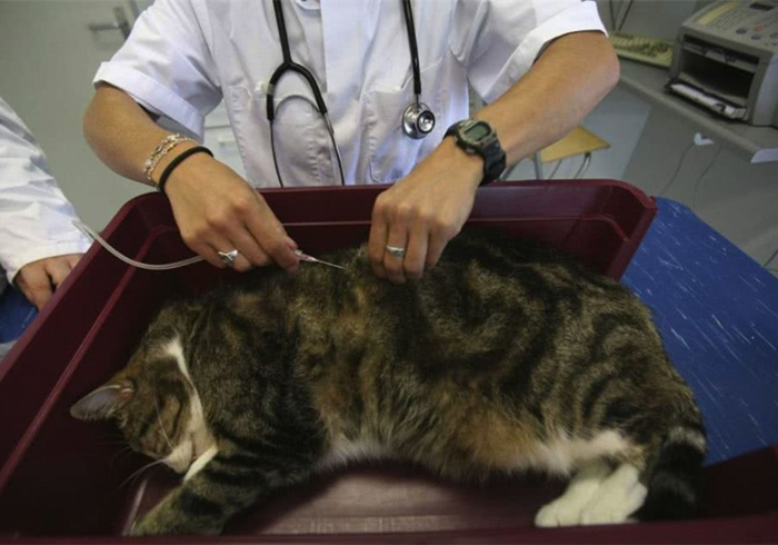 爱猫体检后发现白细胞增多就是有疾病？主因是猫压力过大