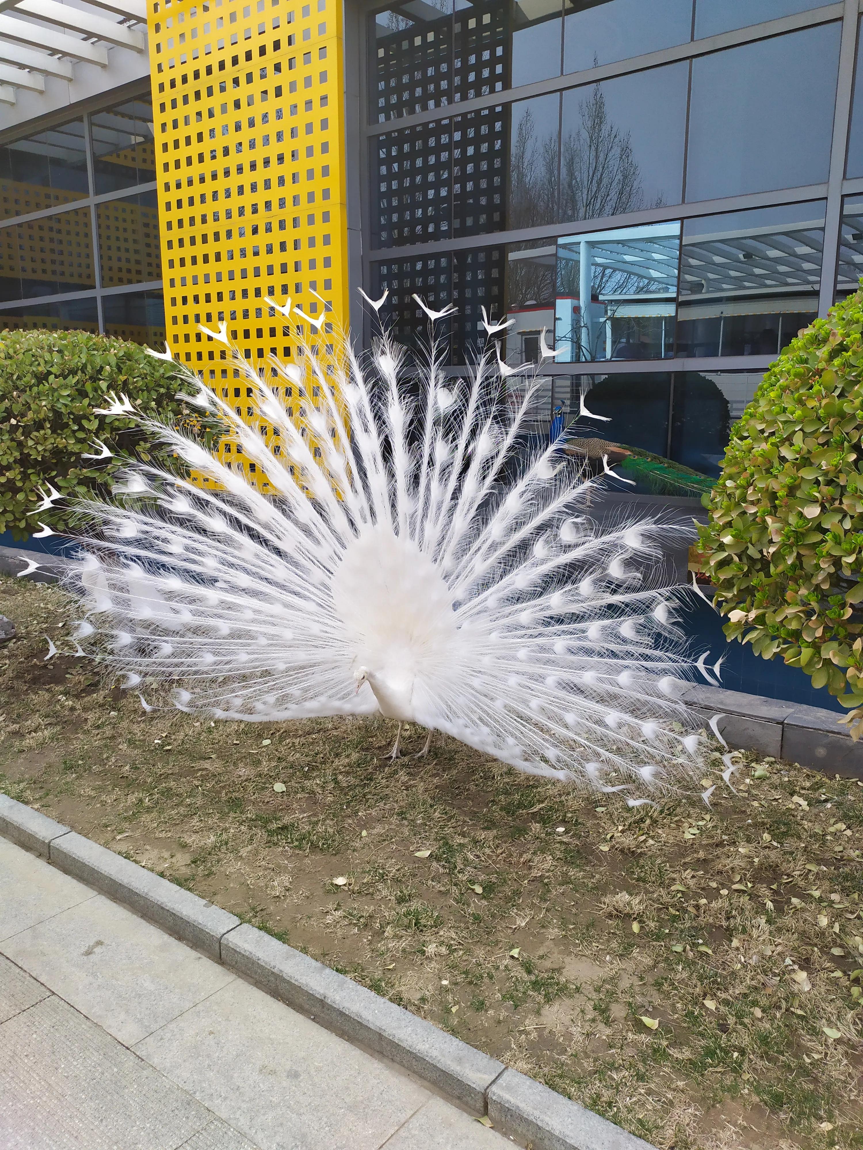 东方时尚驾校微博,东方时尚驾校相关视频