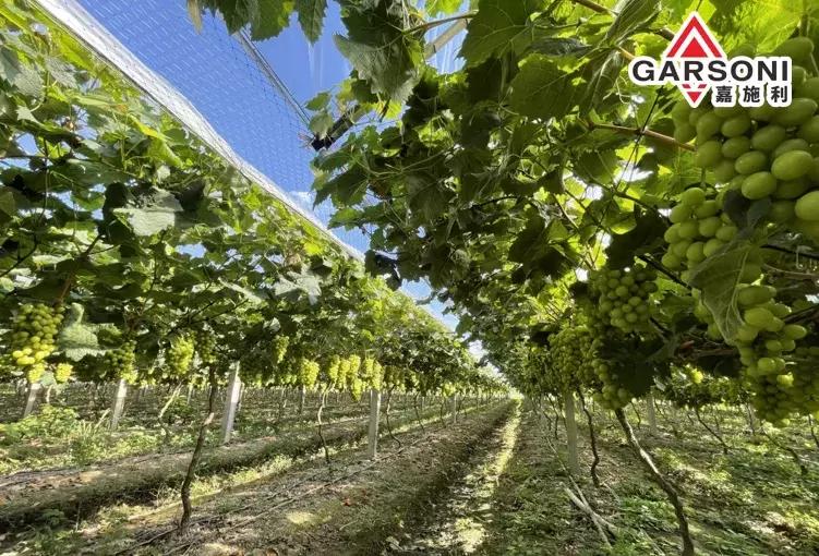 嘉施利央视广告,嘉施利金牌根动力复合肥