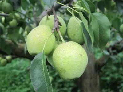 果实生长缓慢什么原因,果实产量高是什么原因