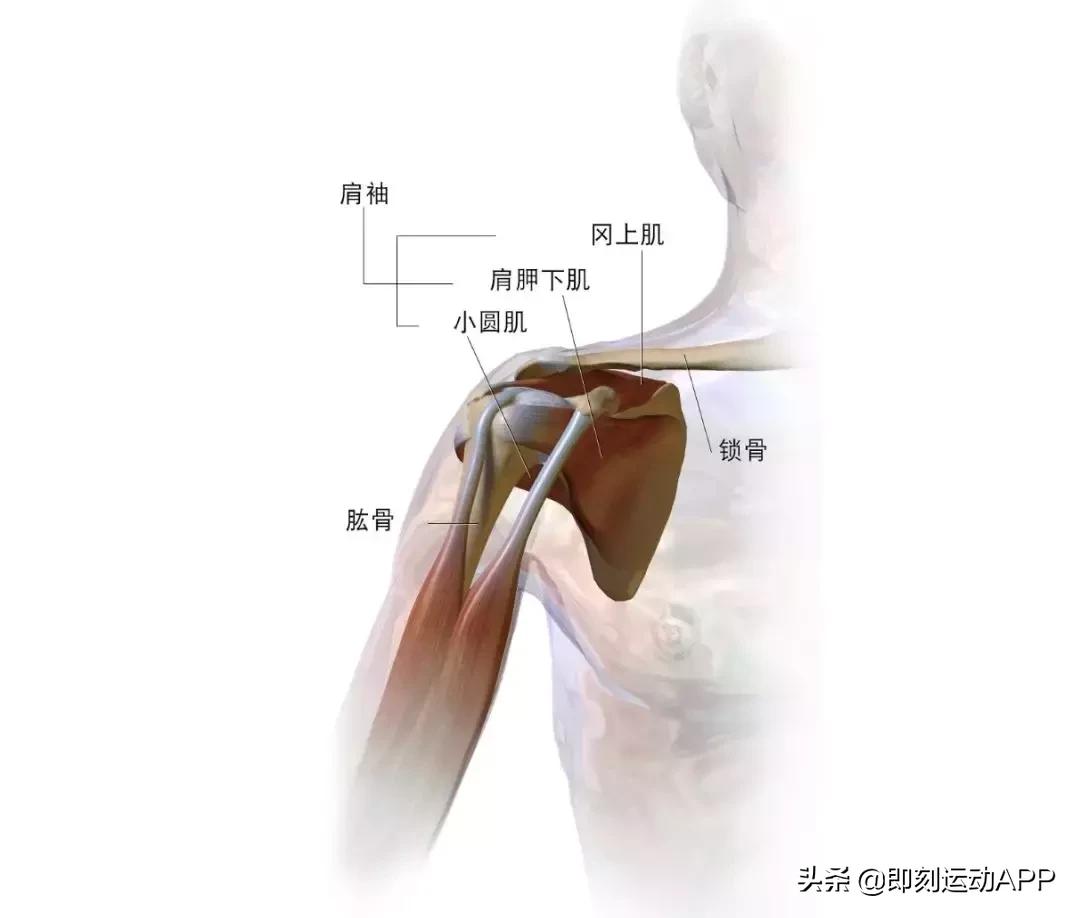 肩内旋肩膀疼，这些问题不能错过！不解决只能让你变丑又受伤