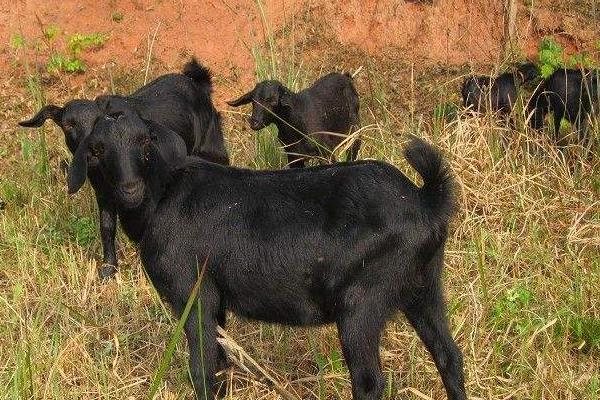 4米巨蟒吞袋鼠,巨蟒吞羊过程