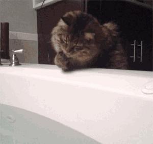 猫咪尿闭是什么原因导致的,猫咪尿闭的处理办法视频