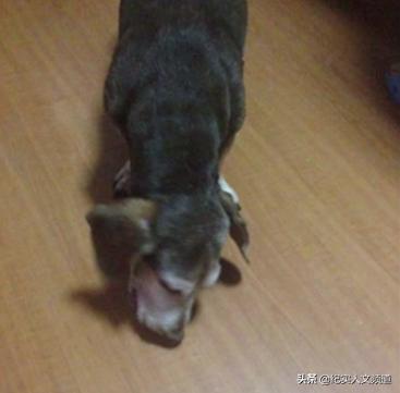 “大夫，我把房卖了，你能治好我的猫吗？”