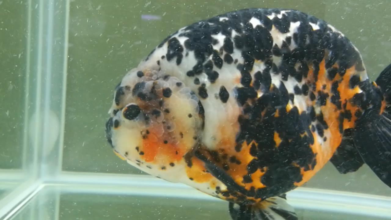 兰寿金鱼水质不好得病了怎么办,兰寿金鱼品相不好淘汰怎么处理